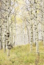 Autumn forest of aspen trees in Idaho Royalty Free Stock Photo