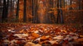 Autumn forest, autumn atmosphere, autumn leaves, fallen leaves. Royalty Free Stock Photo