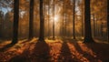 autumn in the forest An autumn nature landscape of colorful forest in the morning sunlight. The forest is full of trees Royalty Free Stock Photo