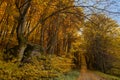 Autumn forest background. Colorful magical woodland scenery.