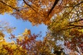 Autumn forest background. Vibrant color tree, red orange foliage in fall park against blue sky. Nature change. Yellow leaves in Royalty Free Stock Photo