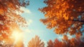 Autumn forest background. Vibrant color tree, red orange foliage in fall park.