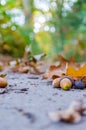 Autumn forest background with yellow leaves and oak acorns closeup Royalty Free Stock Photo