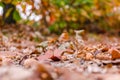 Autumn forest background with yellow leaves and oak acorns closeup. Royalty Free Stock Photo