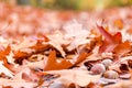 Autumn forest background with yellow leaves and oak acorns closeup Royalty Free Stock Photo