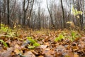 Autumn forest with bare trees and fallen foliage beneath them. Cloudy season Royalty Free Stock Photo