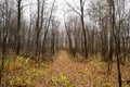 Autumn forest with bare trees and fallen foliage beneath them. Road. Royalty Free Stock Photo