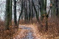 Autumn forest with bare trees and fallen leaves on the ground, a road in the autumn forest Royalty Free Stock Photo