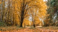 Autumn forest. Beautiful background, park in bright leaves. Road in the forest on a sunny afternoon. Green and orange Royalty Free Stock Photo