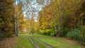 Autumn forest. Beautiful background, park in bright leaves. Royalty Free Stock Photo