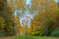 Autumn forest. Beautiful background, park in bright leaves. Royalty Free Stock Photo