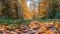 Autumn forest. Beautiful background, park in bright leaves. Road in the woods in the afternoon. Green and orange nature Royalty Free Stock Photo