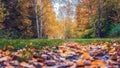 Autumn forest. Beautiful background, park in bright leaves. Road in the woods in the afternoon. Green and orange nature Royalty Free Stock Photo