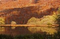 Autumn forest with reflection on Biogradsko lake