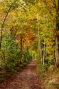 Autumn forest with beautiful goden foliage footpath through the trees