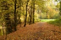 Autumn forest with beautiful goden foliage, France