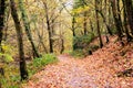 Autumn forest with beautiful goden foliage, France