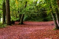 Autumn forest with beautiful goden foliage, France