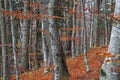 Autumn forest , beautiful scenic fall landscape in the beech forest