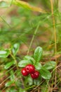 Autumn forest berries, lingonberry branch, fresh antioxidant food