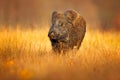 Autumn in the forest. Big Wild boar, Sus scrofa, running in the grass meadow, red autumn forest in background. Wildlife scene from Royalty Free Stock Photo