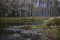 In the autumn forest birch grove by the river. Fallen leaves cover the ground with a multicolored Royalty Free Stock Photo