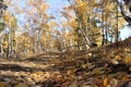 autumn forest: birches and pines, a suburb of the city of Kokshetau