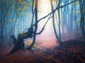 Autumn forest in blue fog and yellow sunlight