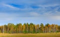 Autumn forest with blue sky and white clouds. Autumn trees in the Finland forest. Fall landscape with trees. Birch trees with pine