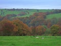 Autumn in the forest of Bowland