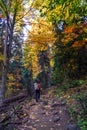 Autumn forest with bright colors of autumn and yellow and red foliage and a middle-aged man with a backpack walking Royalty Free Stock Photo