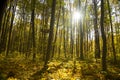 Autumn forest / bright colors of leaves / sunlight Royalty Free Stock Photo