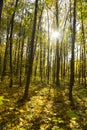 Autumn forest / bright colors of leaves / sunlight