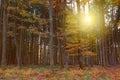 Autumn forest with bright sun shining through the trees. Royalty Free Stock Photo