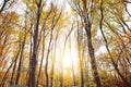Autumn forest with bright sun shining through the trees. Royalty Free Stock Photo