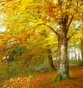 An Autumn forest in bright sunlight. Tall trees with golden brown orange and yellow leaves in a park or bushy woodland Royalty Free Stock Photo