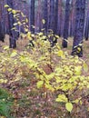 Maple  Acer negundo in the autumn forest. Bright yellow leaves with a thin cord - a cheerful and joyful mood. Royalty Free Stock Photo