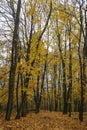 an autumn forest with bright yellow leaves Royalty Free Stock Photo