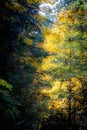 Autumn Forest with Bright Yellow Leaves in a Pacific Northwest Rainforest