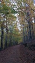 Autumn forest, broen leaves, yellow trees and path between trees