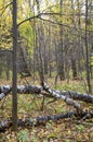 Autumn forest with a broken birch trunk