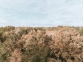 Autumn forest with brown and red foliage. Sunny fall landscape with tree tops and sky. Royalty Free Stock Photo