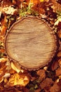 Autumn forest brown wooden background. Texture forest wooden stu