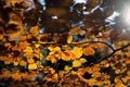 Autumn forest canopy Royalty Free Stock Photo