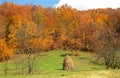Autumn forest in the Carpathian Mountains, Romania Royalty Free Stock Photo