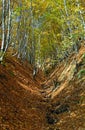 Autumn forest in the Carpathian Mountains, Romania Royalty Free Stock Photo