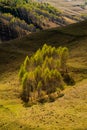 Autumn in the forest of the Carpathian mountains, Romania landscape Royalty Free Stock Photo