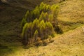 Autumn in the forest of the Carpathian mountains, Romania landscape Royalty Free Stock Photo