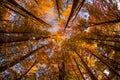 Autumn in the forest of the Carpathian mountains, Romania landscape Royalty Free Stock Photo