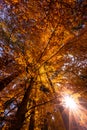 Autumn in the forest of the Carpathian mountains, Romania landscape Royalty Free Stock Photo